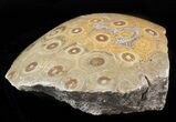 Polished Fossil Coral (Actinocyathus) Head - Morocco #44929-2